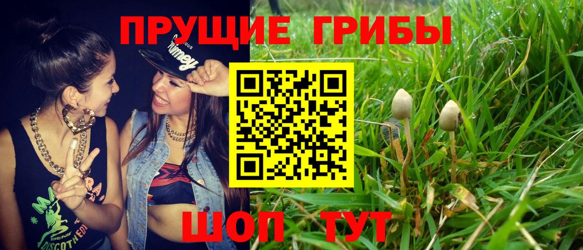 Псилоцибиновые грибы GOLDEN TEACHER  Ачхой-Мартан  Галлюциногенные грибы прущие грибы 